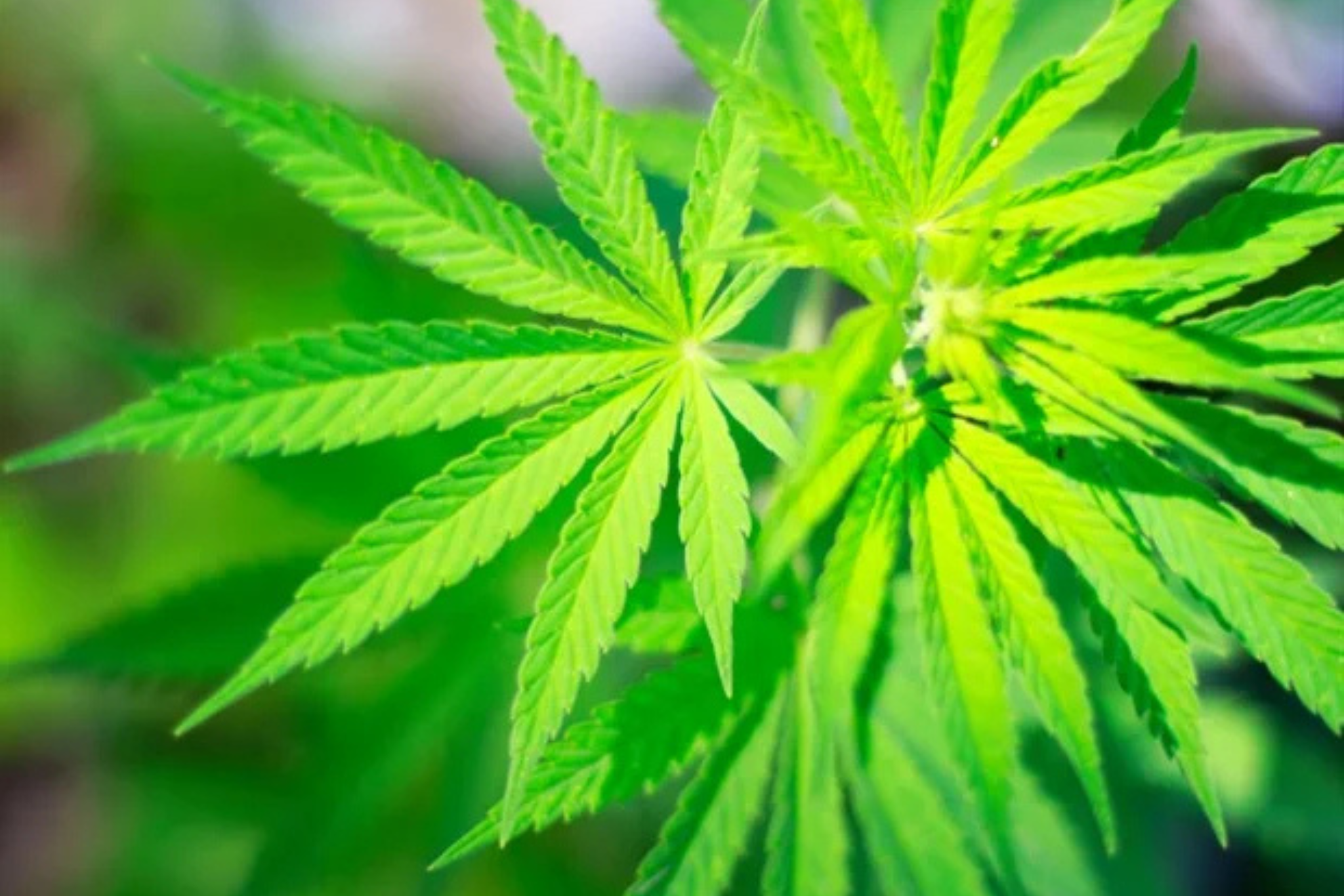 Cannabis Leaves,cannabinoids
