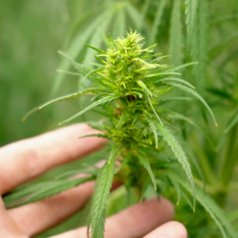 Indica products Indica products